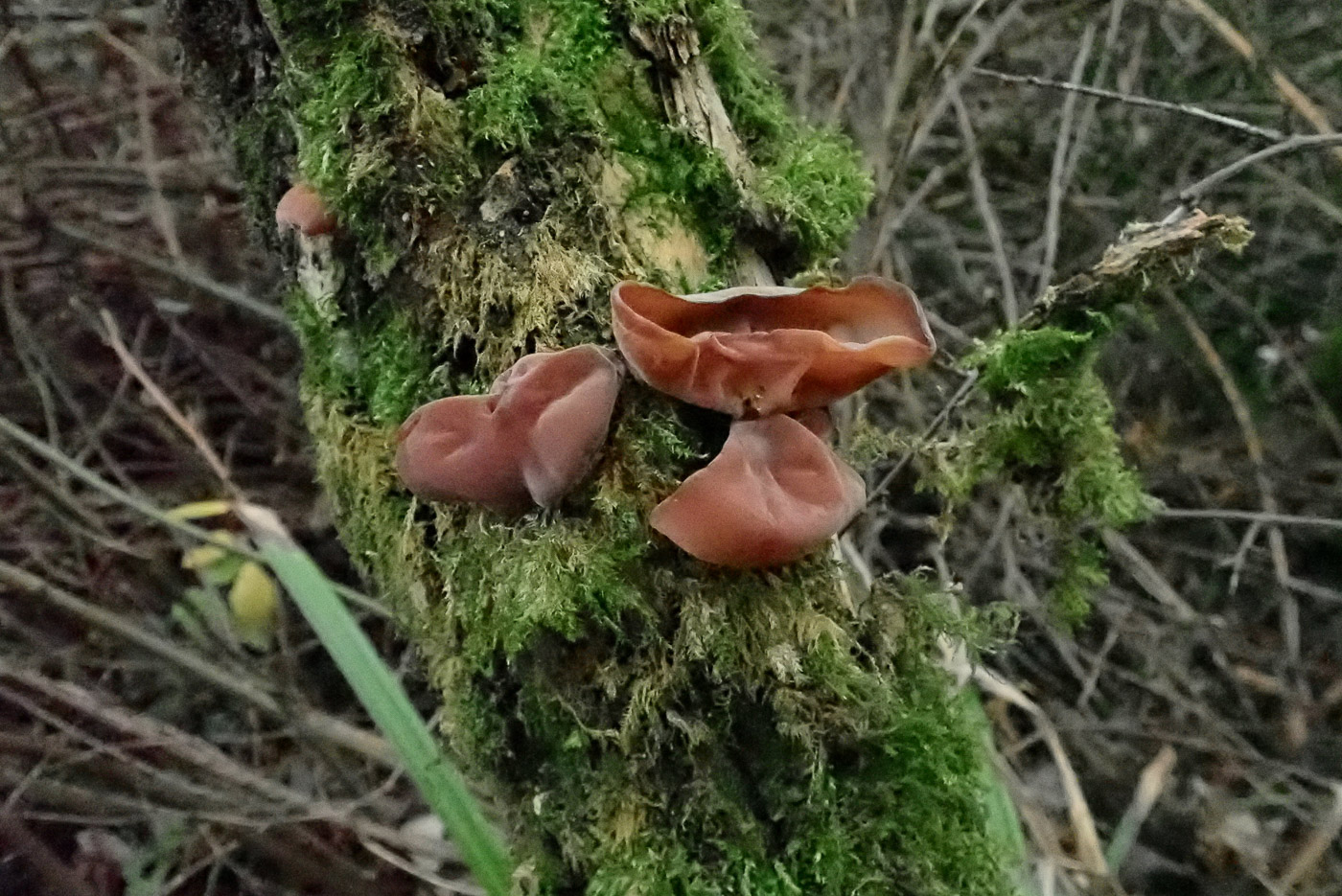 Photo by Penny Cullington Auricularia auricula-judae by Penny Cullington